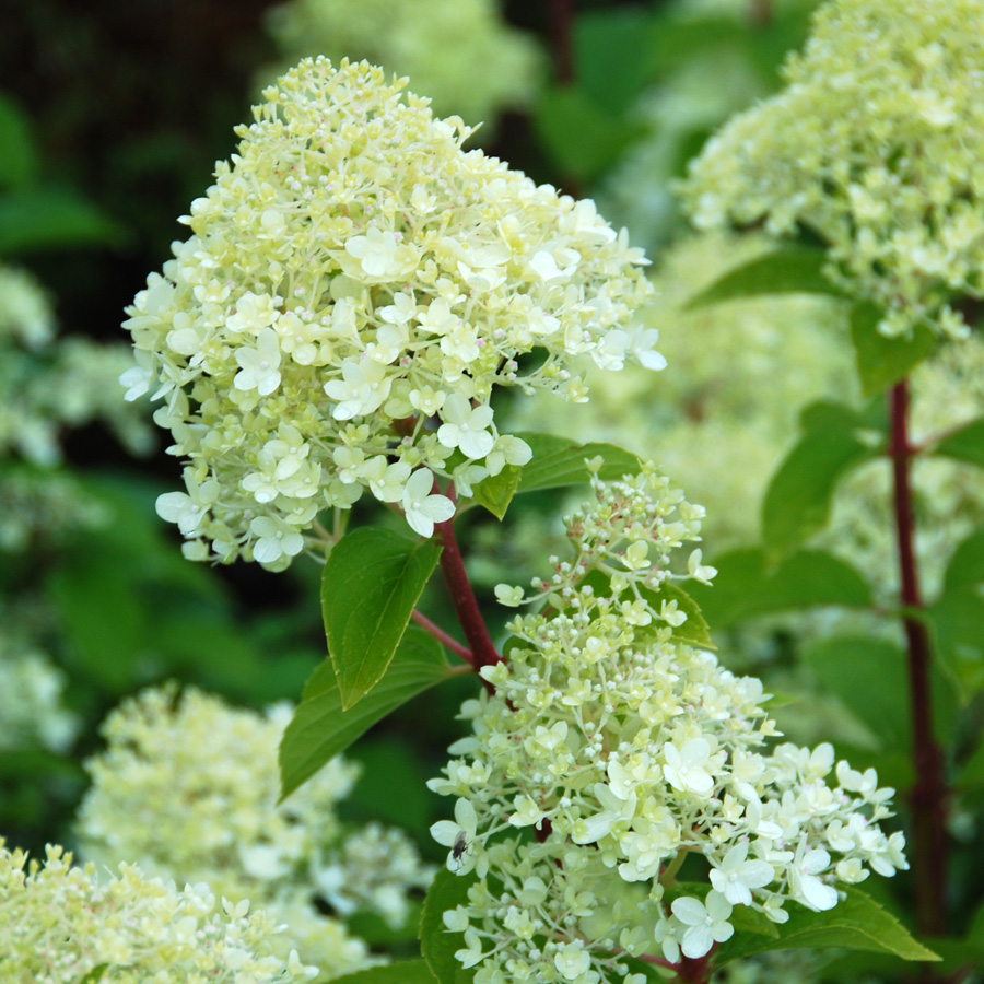 Hydrangea paniculata 'Limelight' STD