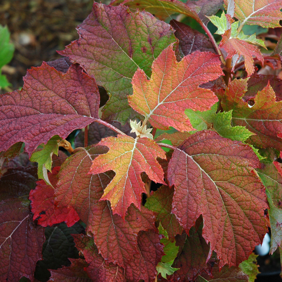 Hydrangea quercifolia