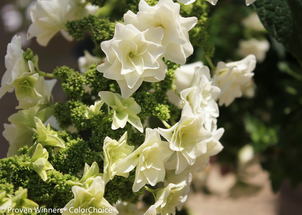 Hydrangea quercifolia 'Gatsby Star'