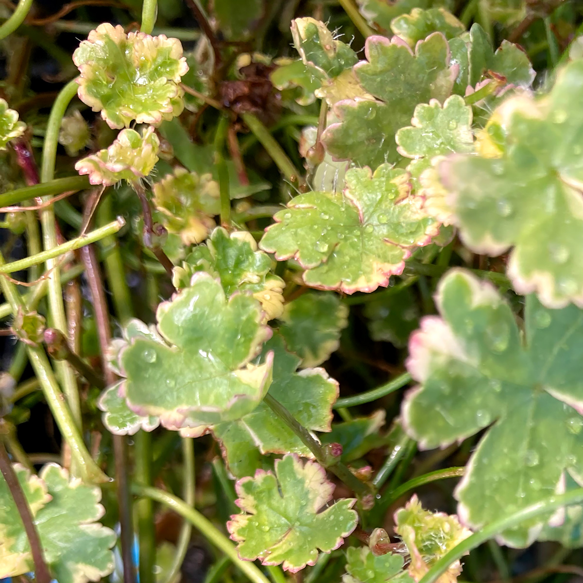 Hydrocotyle_sib_variegated.jpg