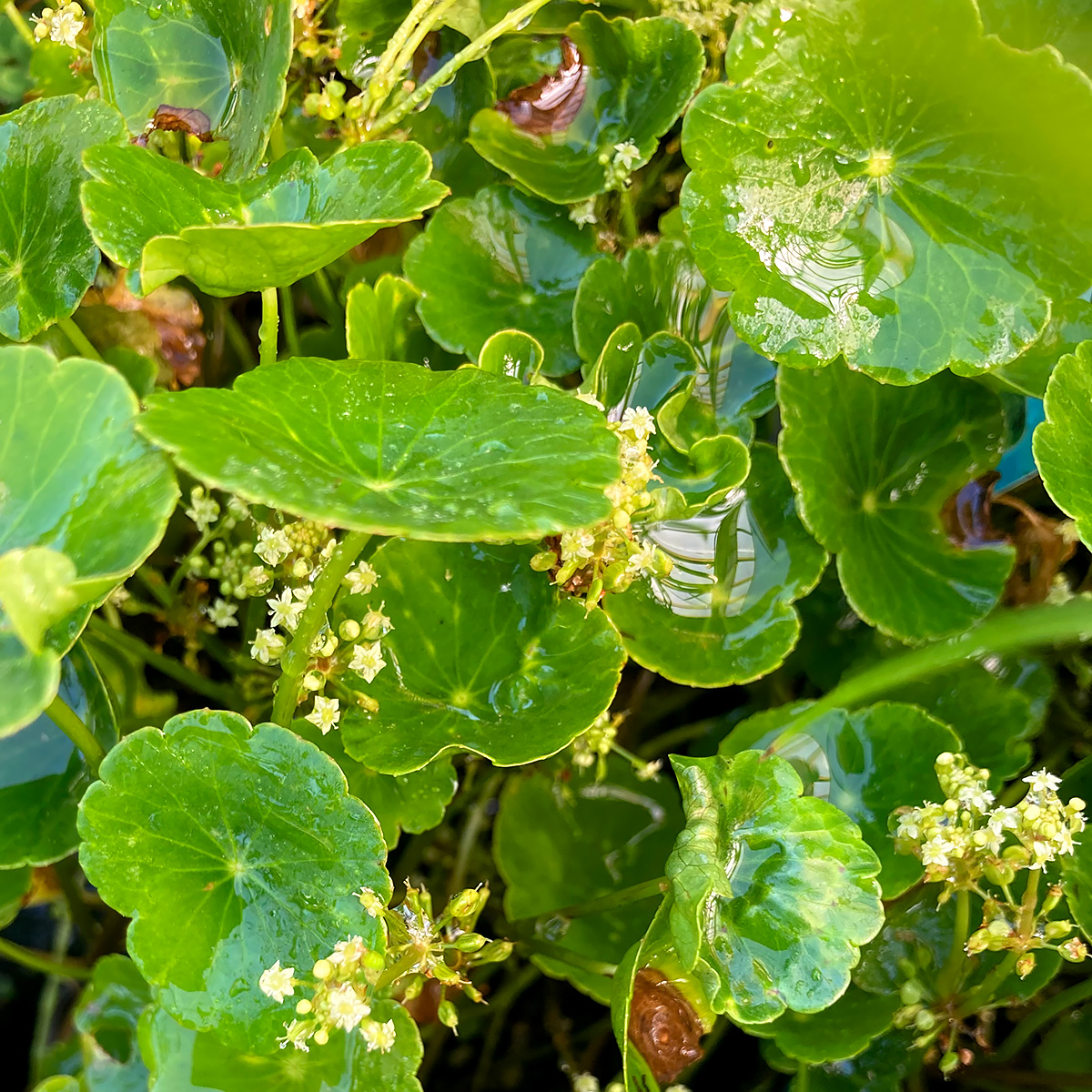 Hydrocotyle sib. 'Green' 