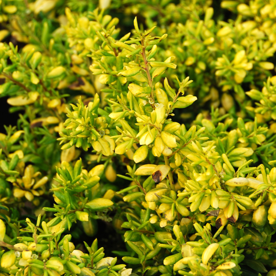 Ilex crenata 'Drops of Gold'