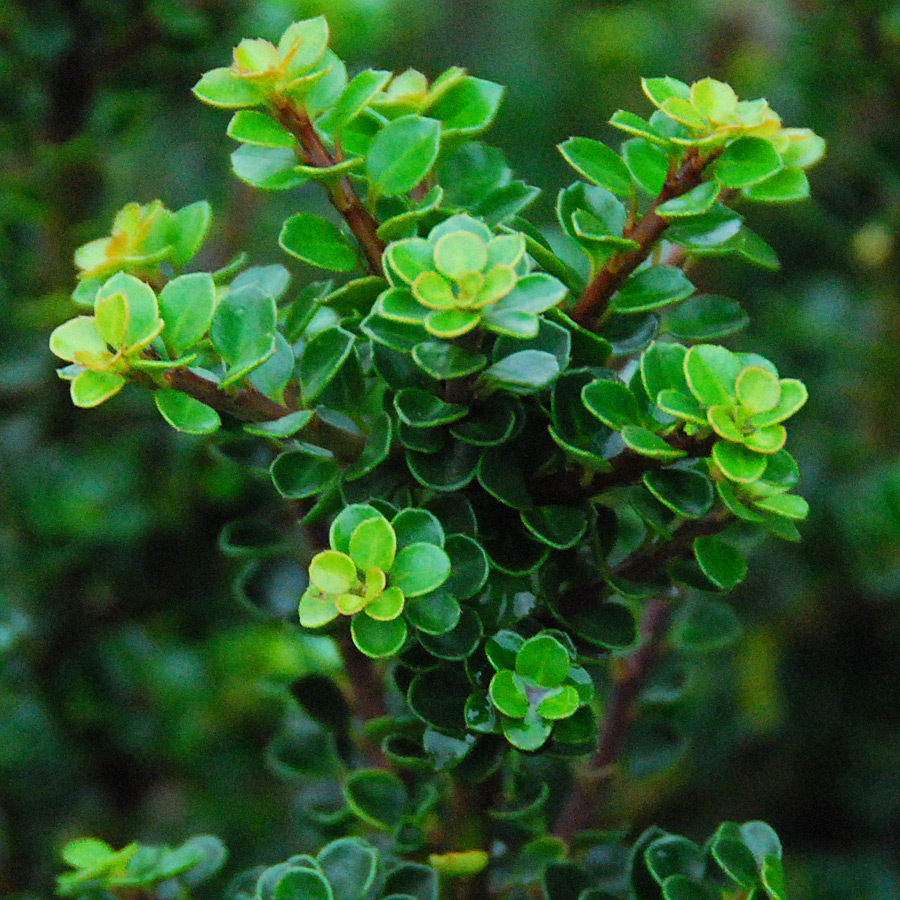 Ilex crenata 'Mariesii'