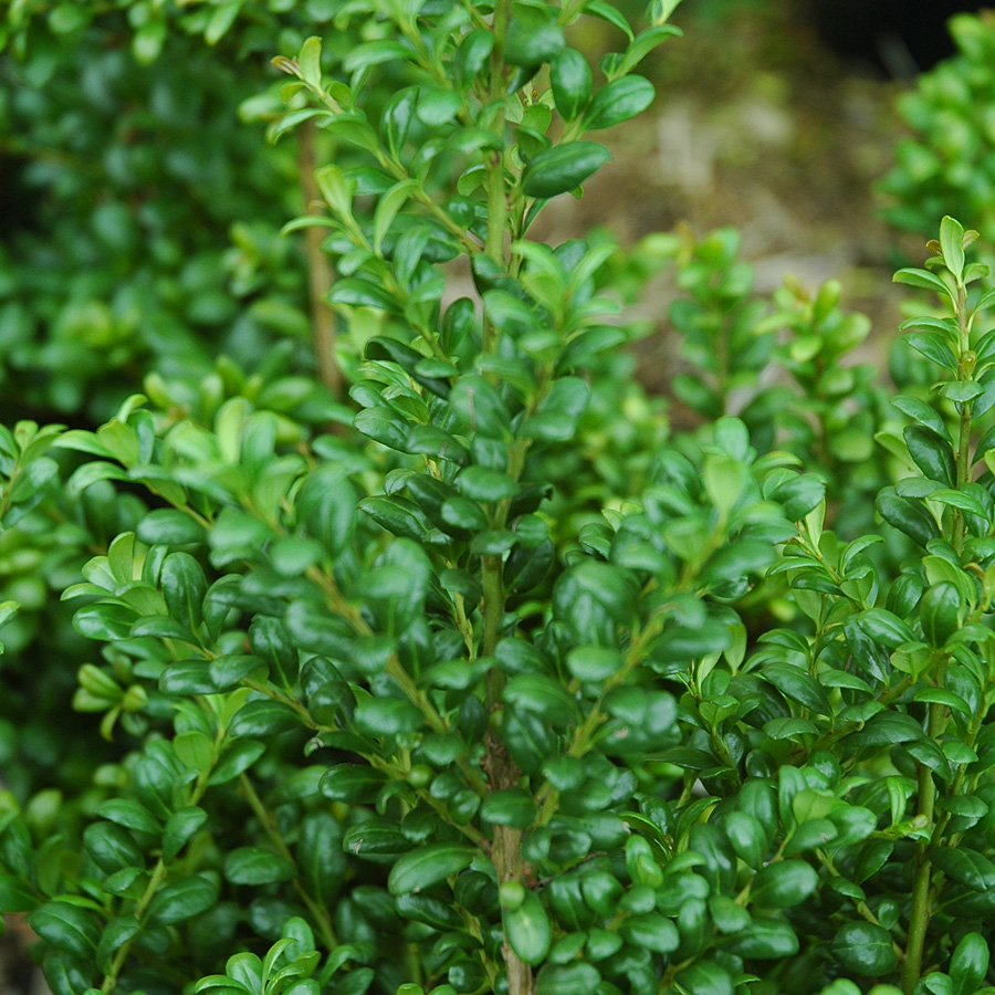 Ilex crenata 'Convexa'