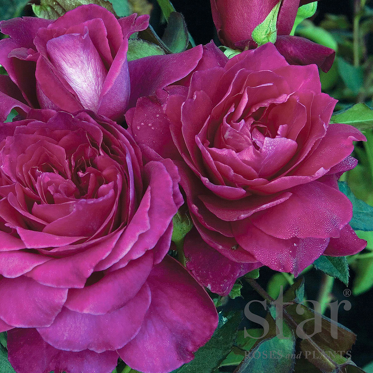Rosa 'Intrigue' 
