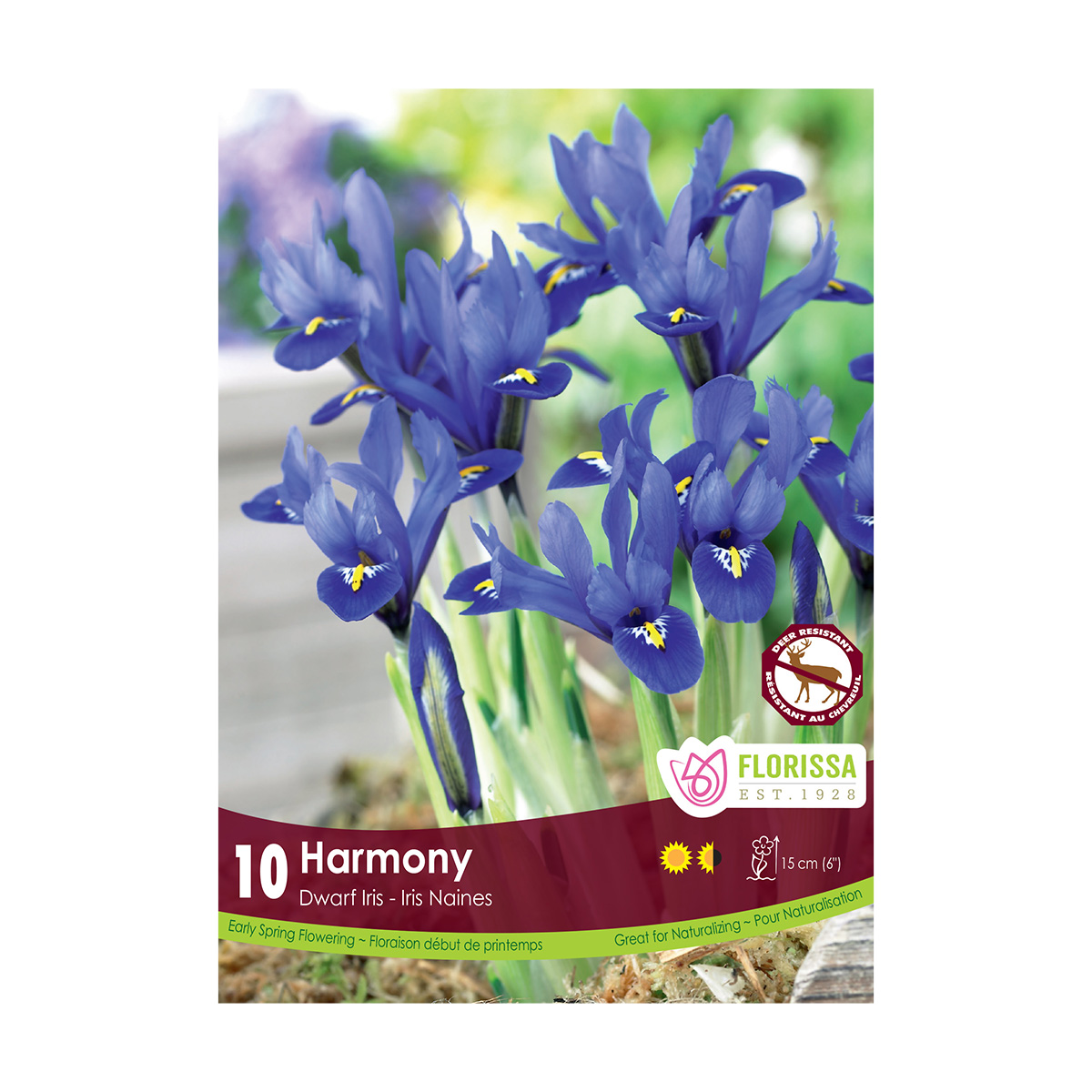 Iris 'Harmony' Bulbs 10PK