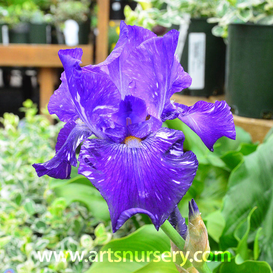 Iris 'Batik'