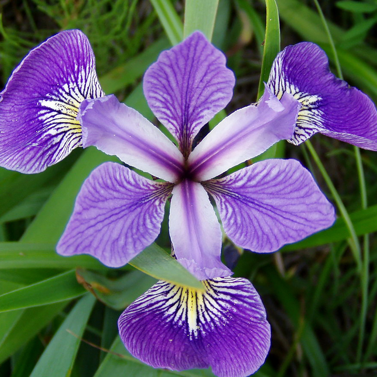 Iris versicolor