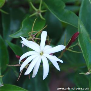 Jasminum nitidum