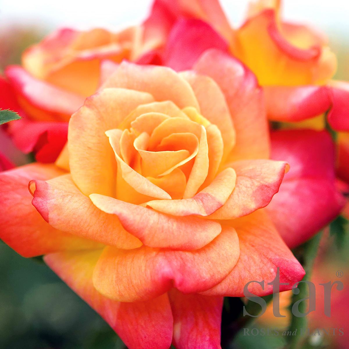 Rosa 'Joseph's Coat' 