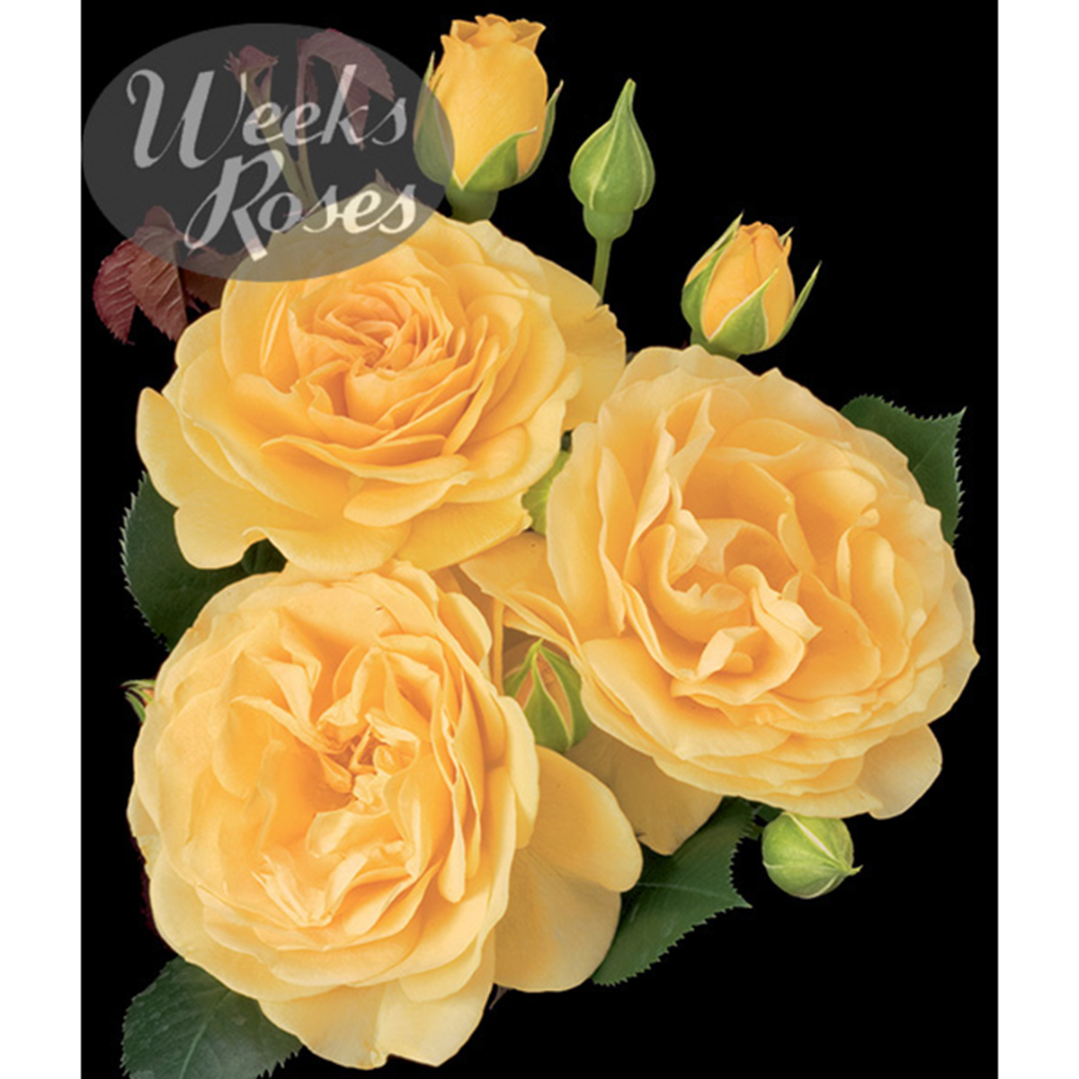 Rosa 'Julia Child' Tree Form 24in