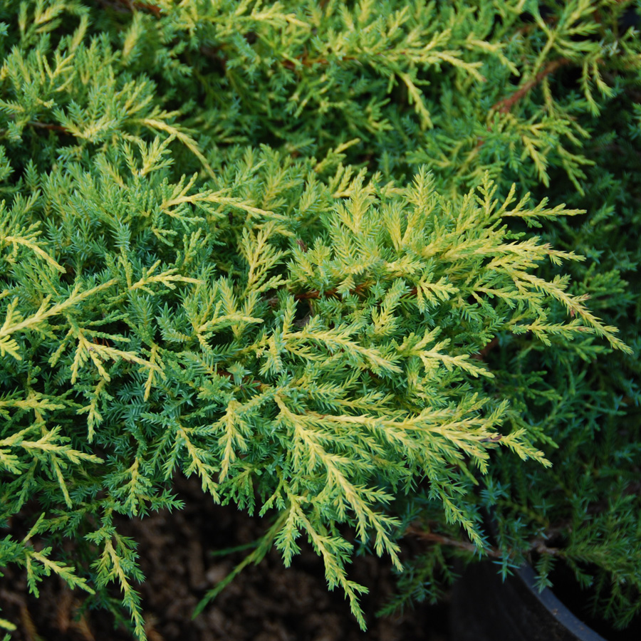 Juniperus chinensis 'Gold Star'