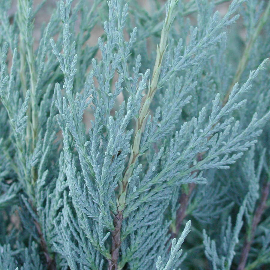 Juniperus scopulorum 'Moonglow'