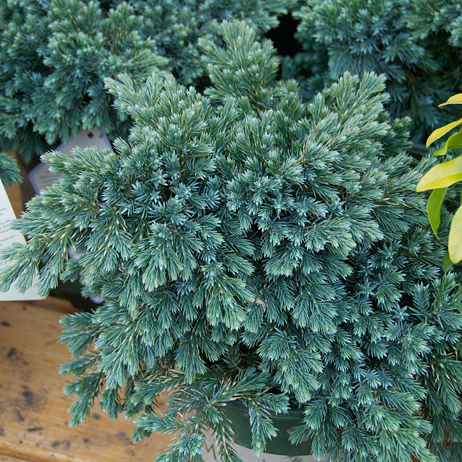 Juniperus squamata 'Blue Star'