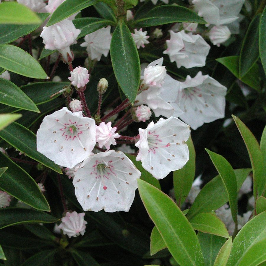 Kalmia latifolia 'Elf'  