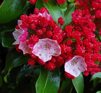 Kalmia latifolia 'Firecraker'