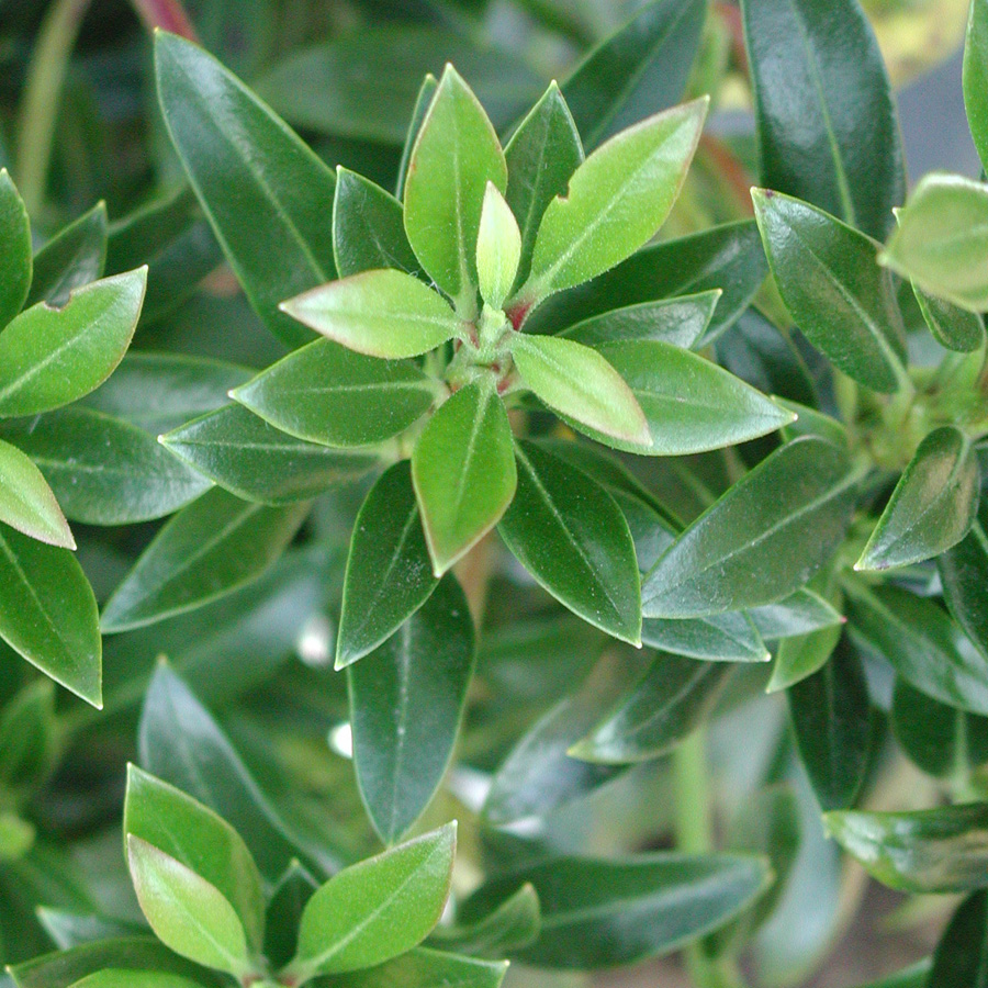 Kalmia latifolia 'Minuet'