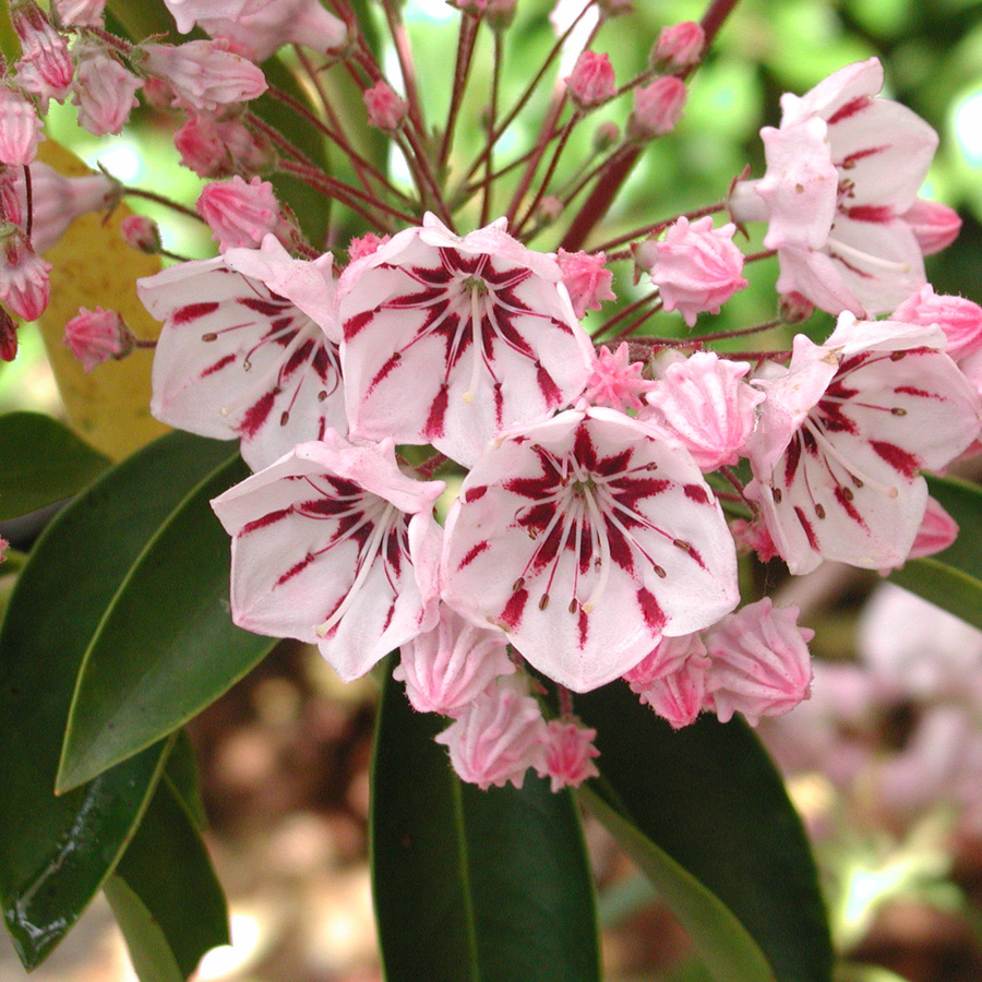 Kalmia latifolia 'Nipmuck' 