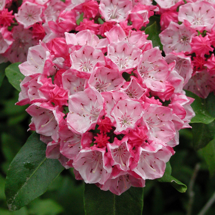 Kalmia latifolia 'Olympic Fire'