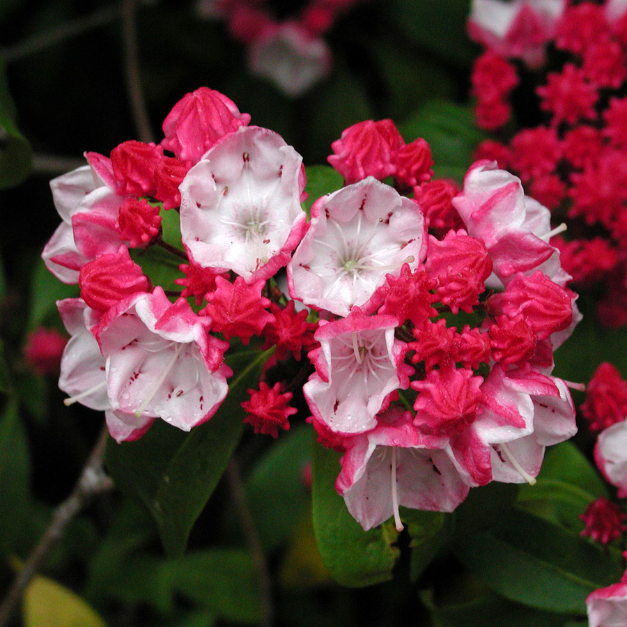 Kalmia latifolia 'Ostbo Red' 