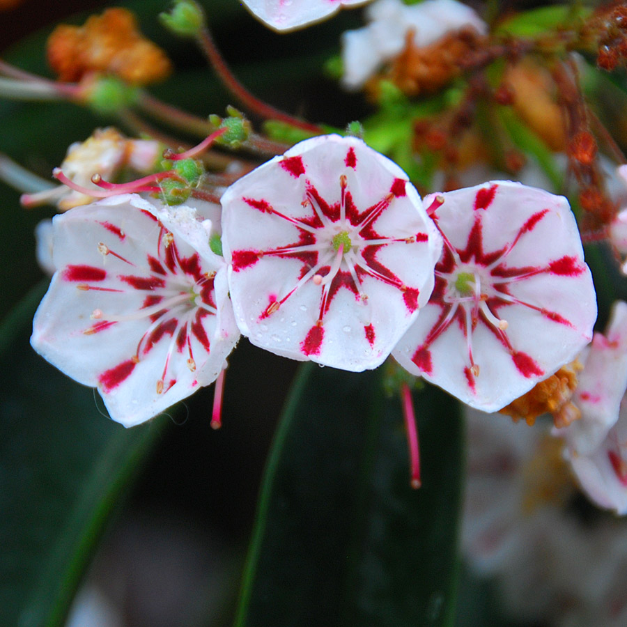 Kalmia latifolia 'Peppermint'