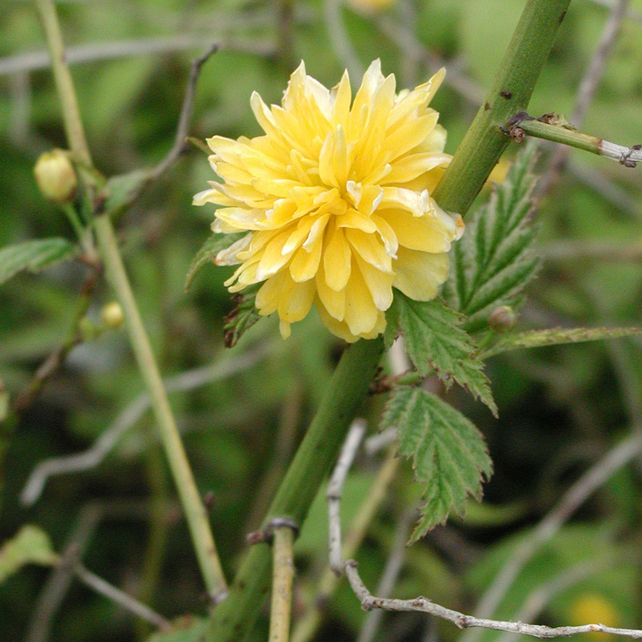 Kerria japonica 'Pleniflora' 