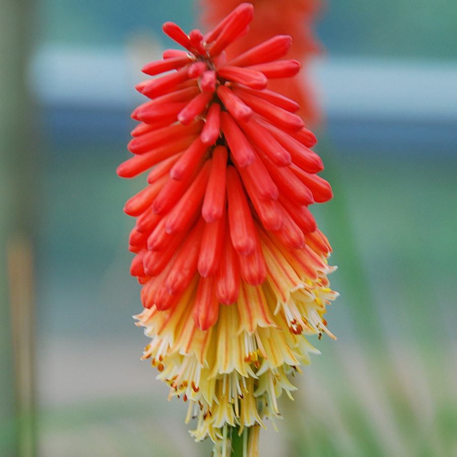 Kniphofia uva 'Flamenco'