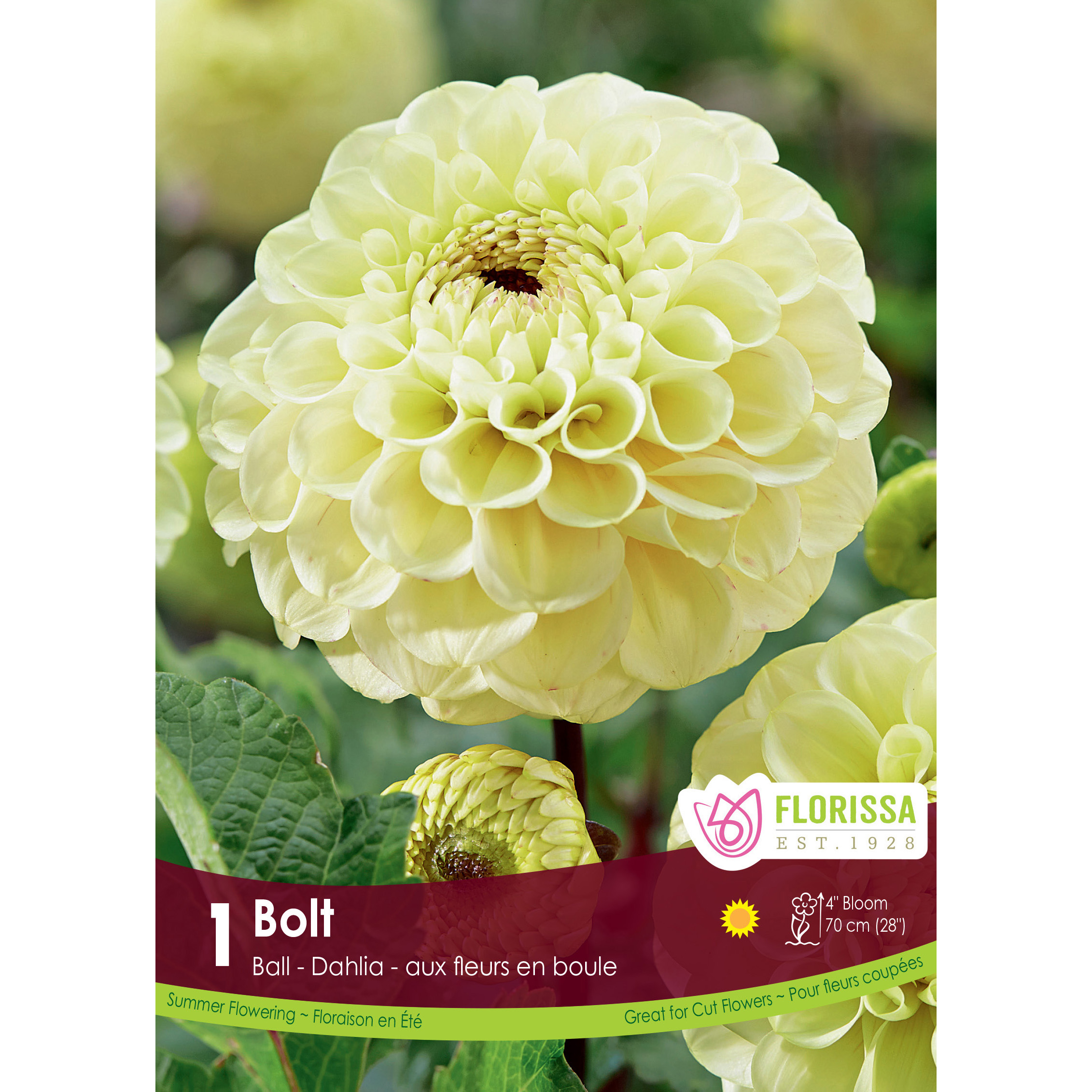 LGKep Dahlia Bolt.jpg