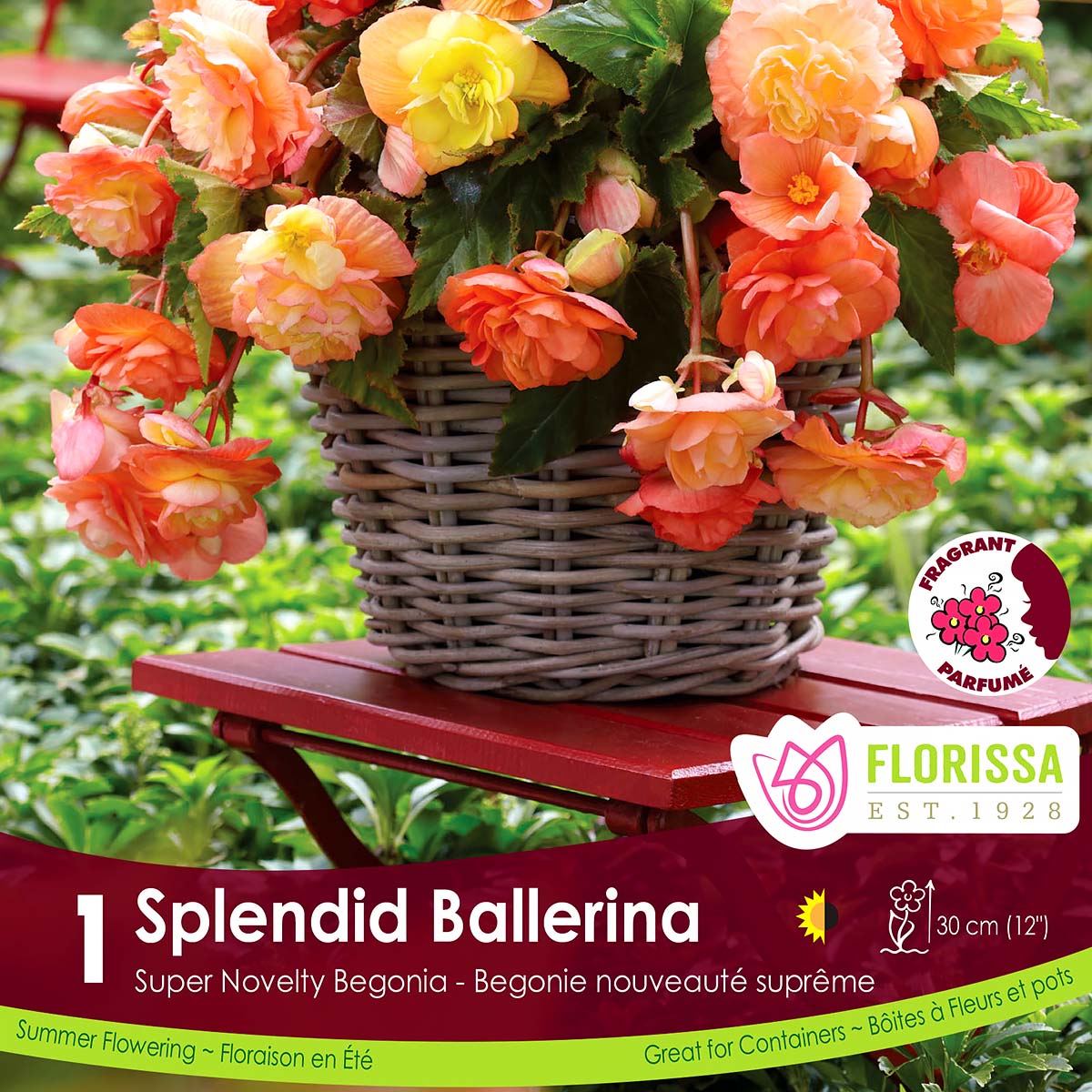 LGKep_Begonia_Ballerina.jpg