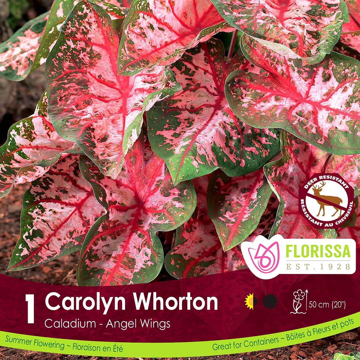 Caladium 'Carolyn Whorton' 