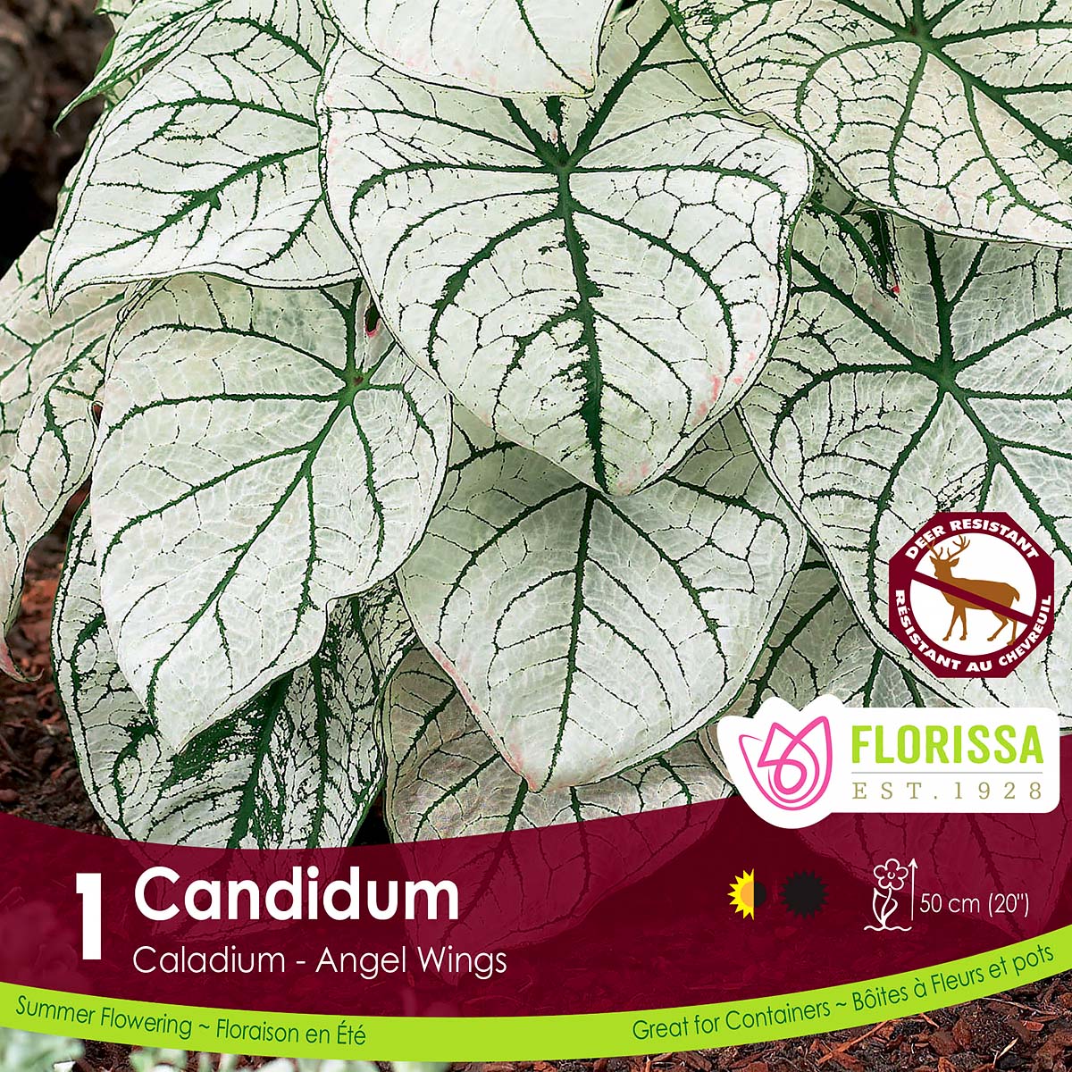 Caladium 'Candidum'