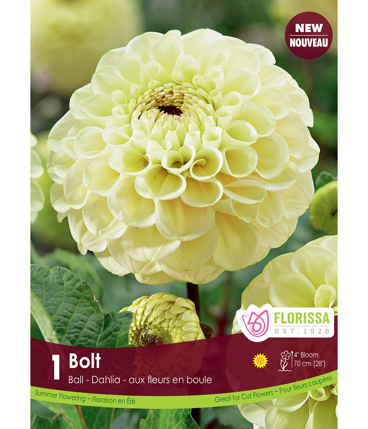 Dahlia 'Bolt Ball'