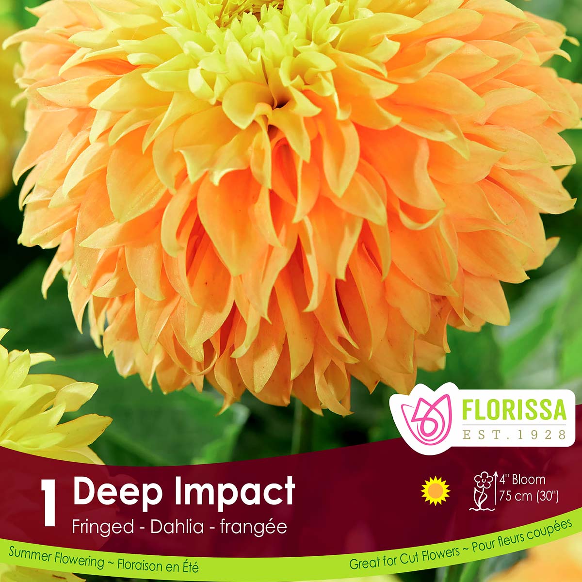 LGKep_Dahlia_Deep_Impact.jpg