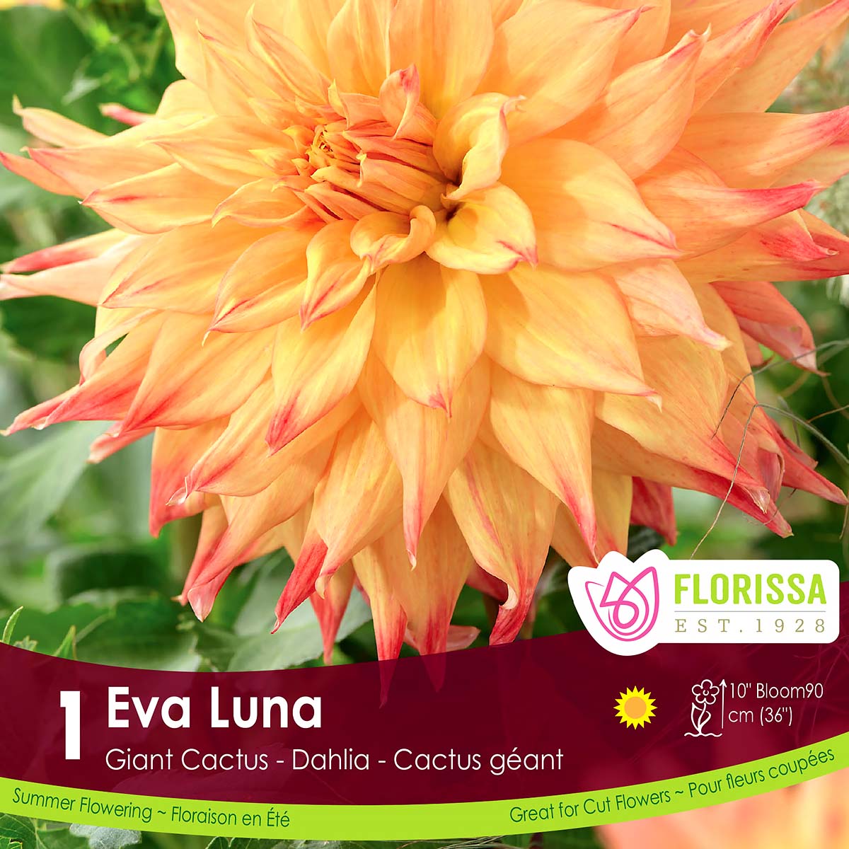 Dahlia 'Eva Luna' Tuber