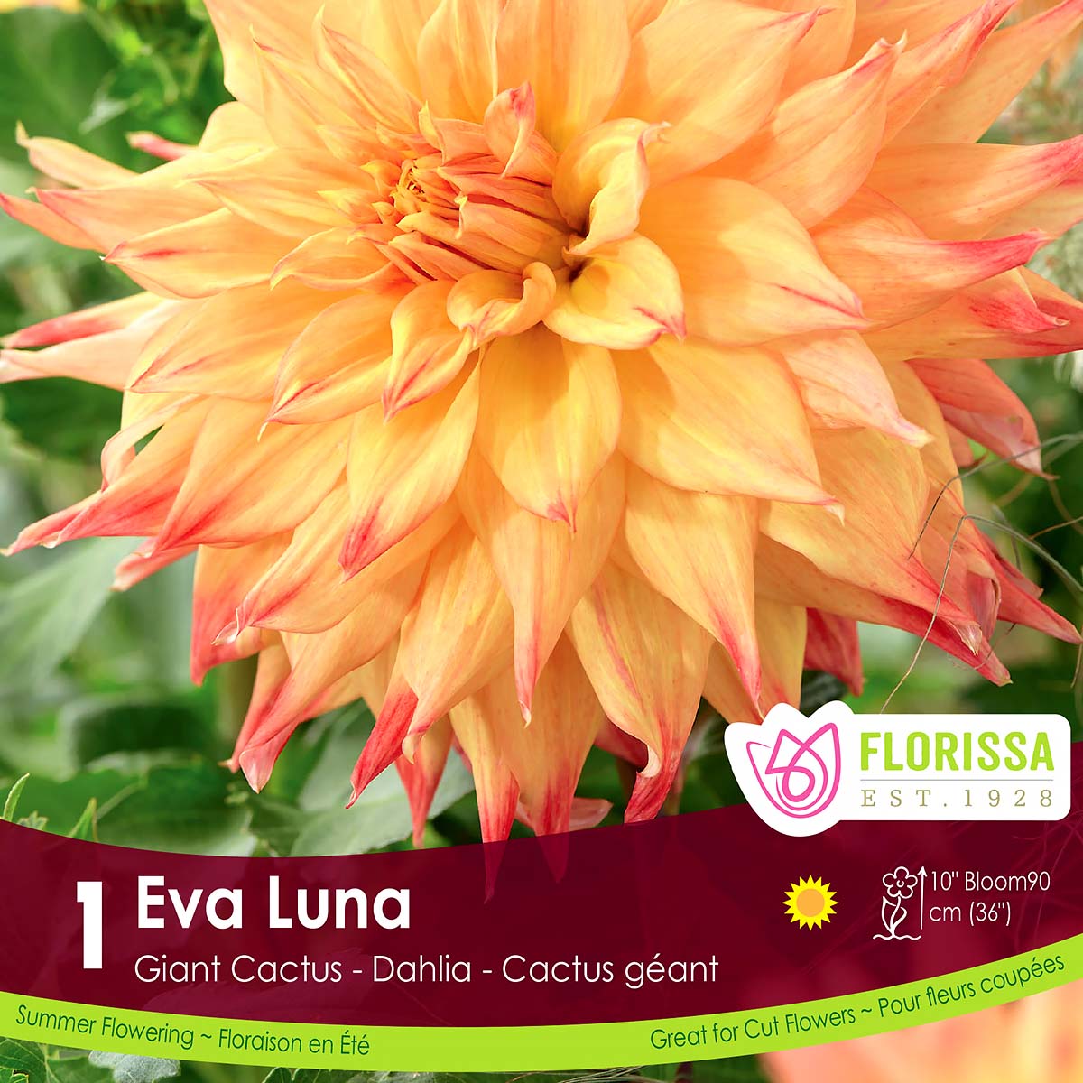 Dahlia 'Eva Luna' Tuber