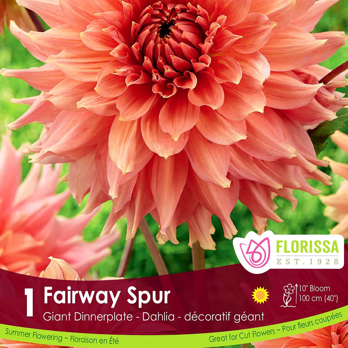 Dinnerplate Dahlia 'Fairway Spur' Tuber 