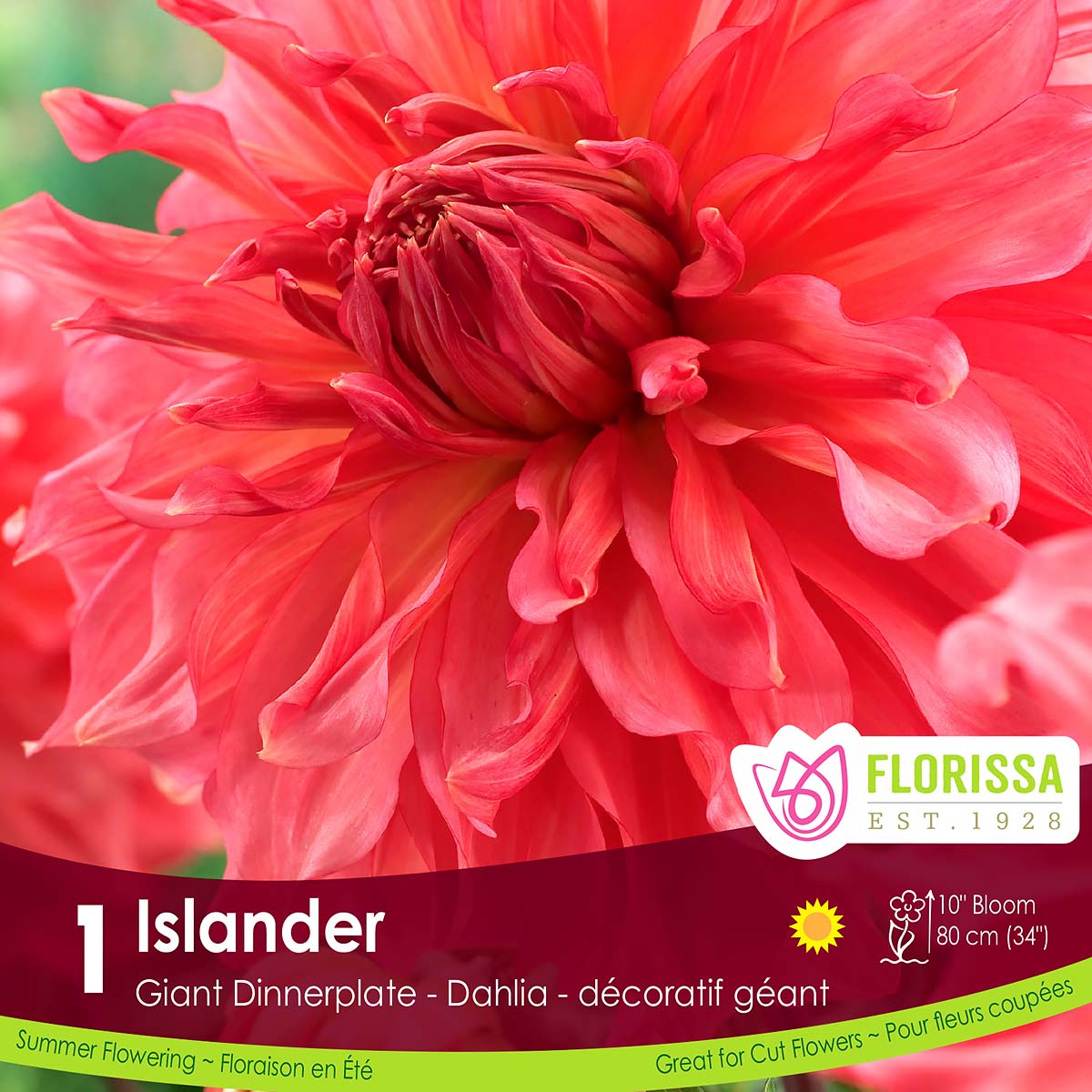 Giant Dinnerplate Dahlia 'Islander' Tuber 