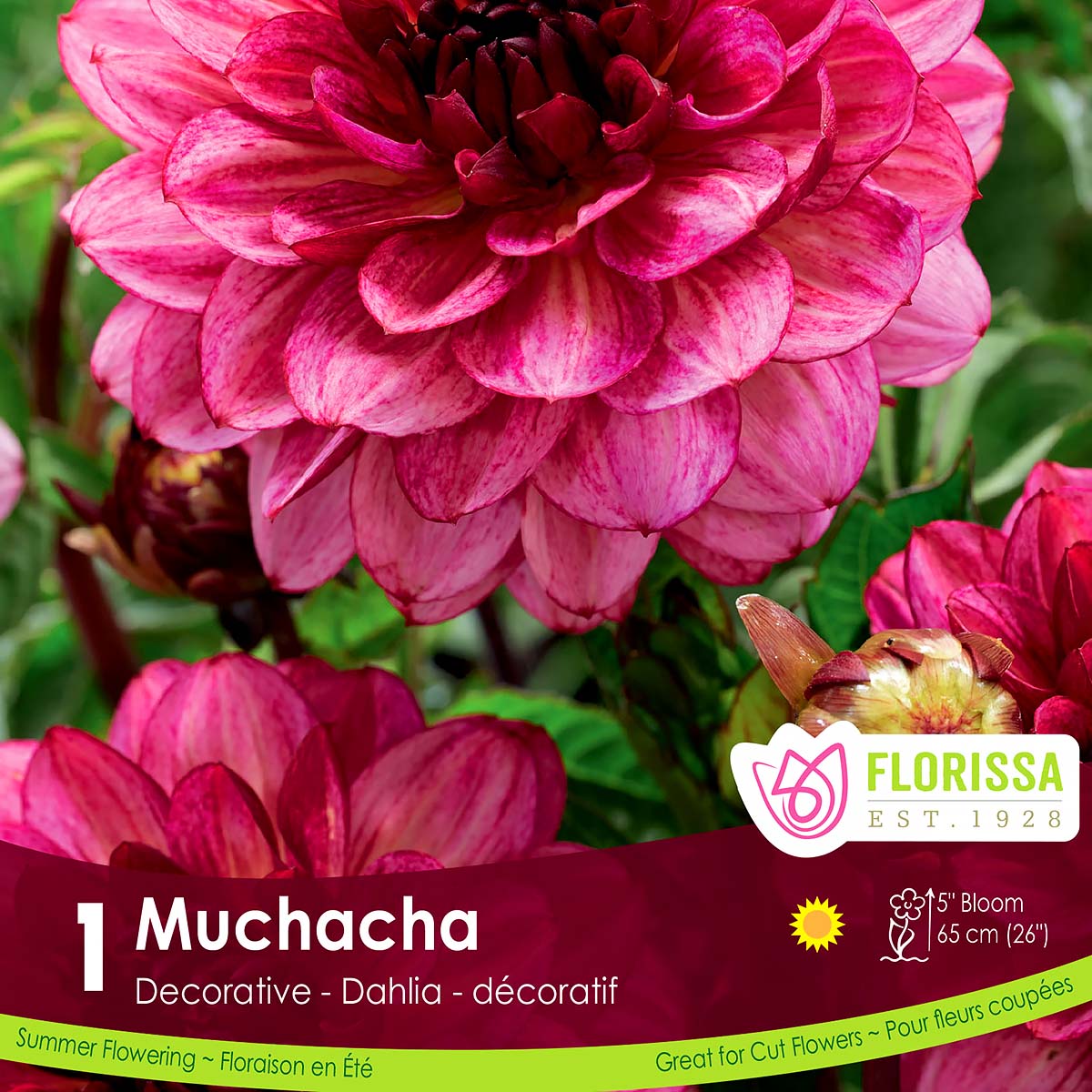 Dahlia 'Muchacha' Tuber 