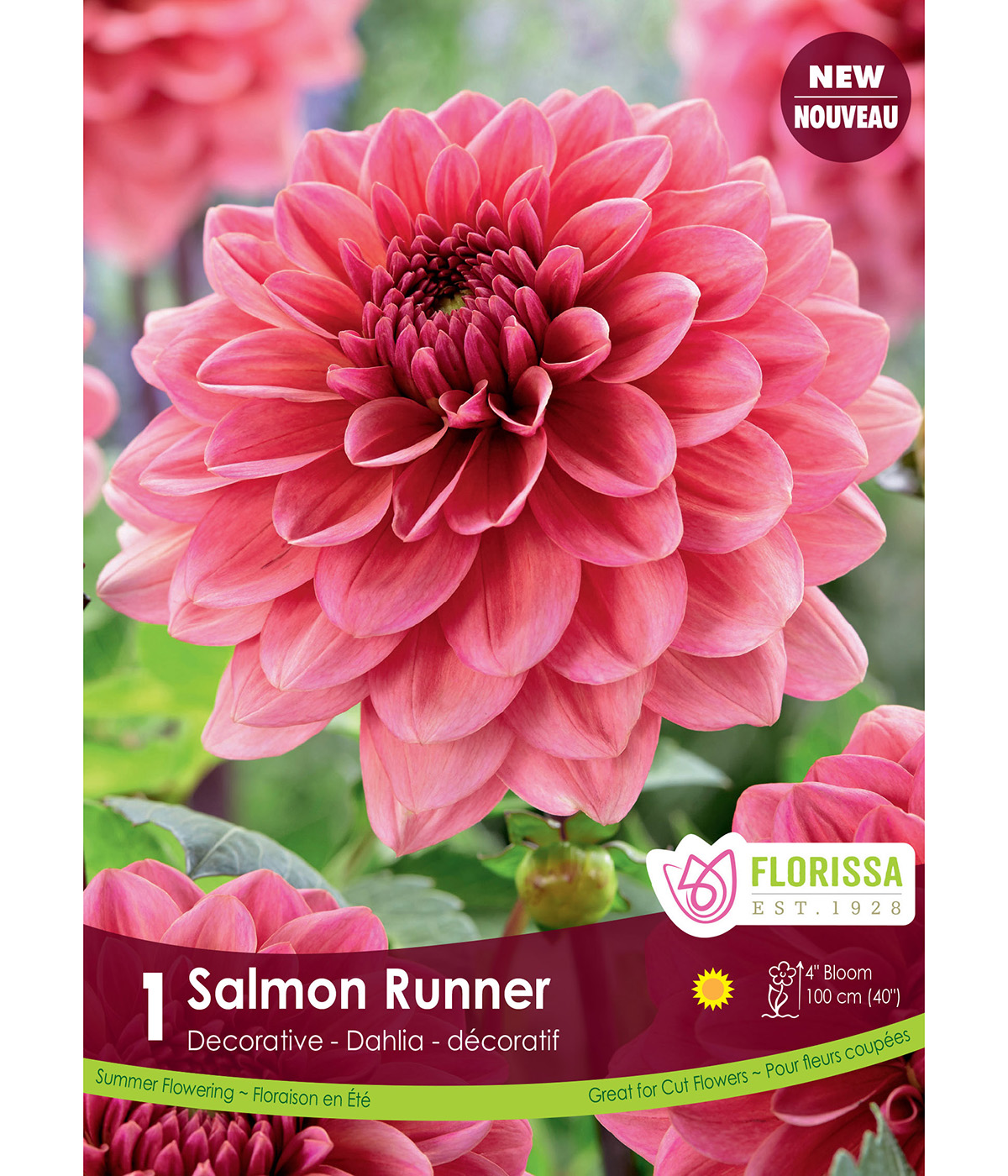 LGKep_Dahlia_Salmon_Runner_vnb.jpg