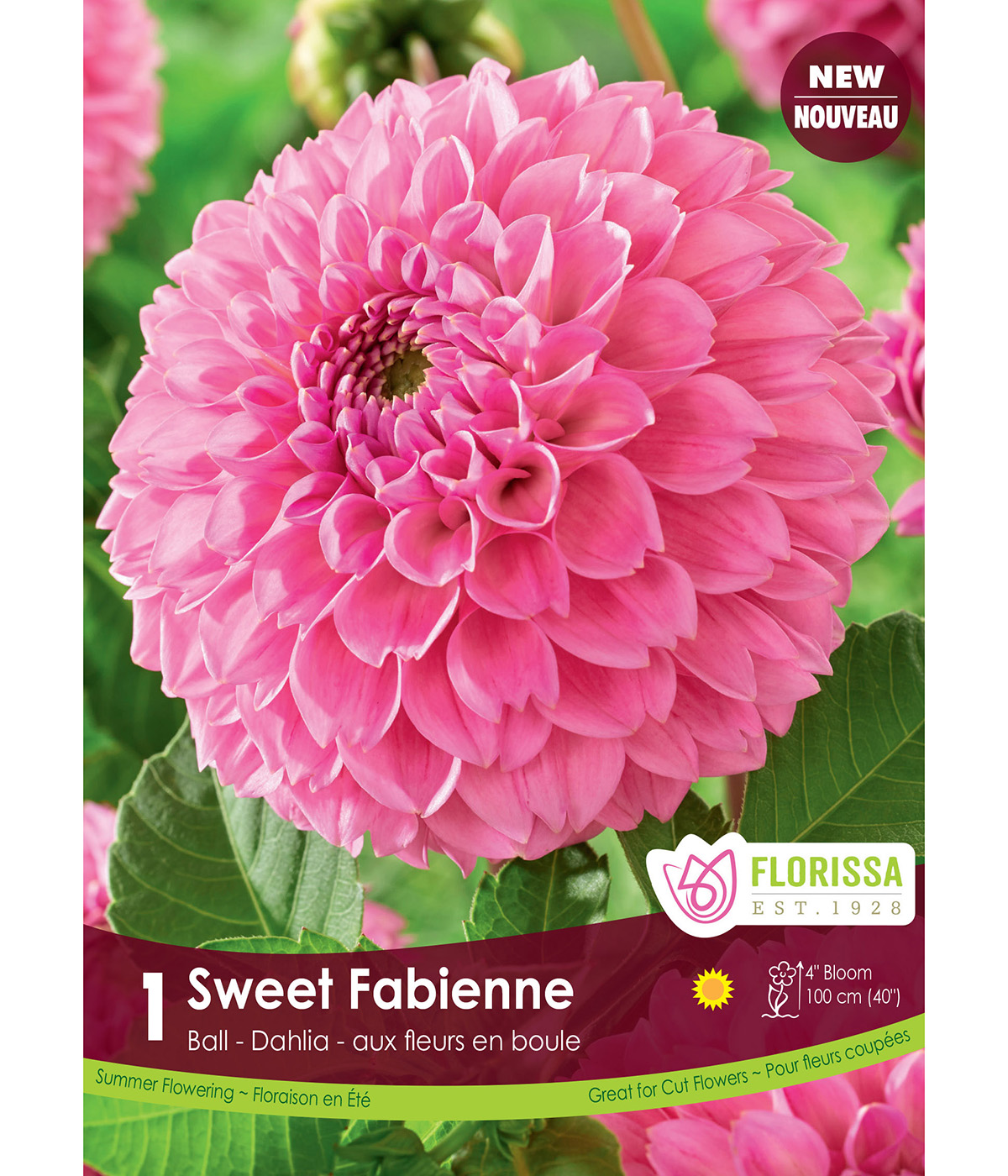 Dahlia 'Sweet Fabienne' Ball Tuber 