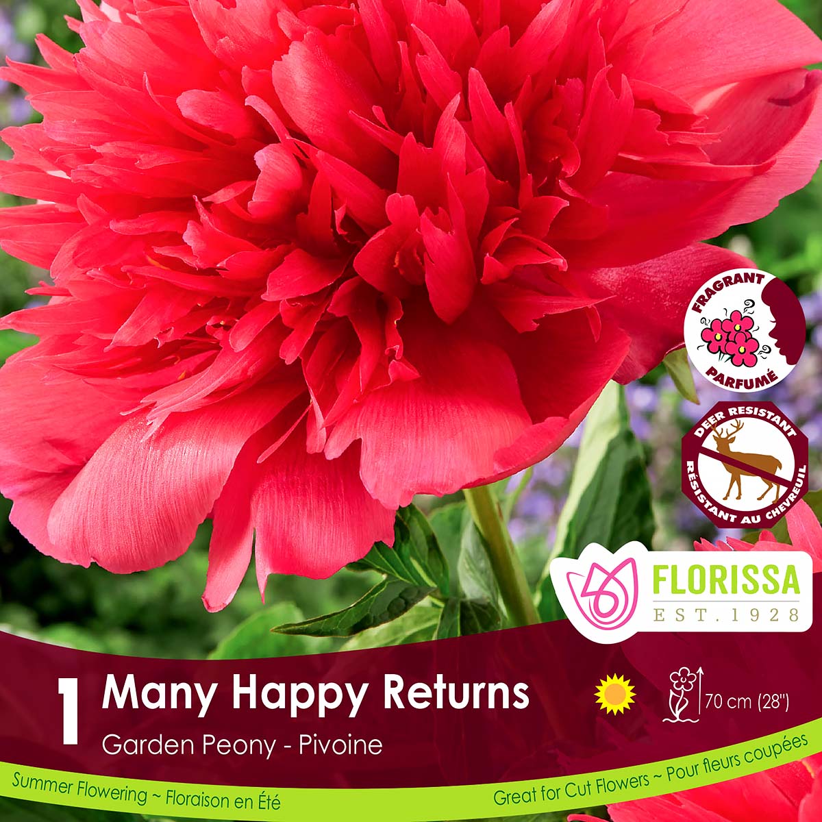 Paeonia 'Many Happy Returns' Bulb