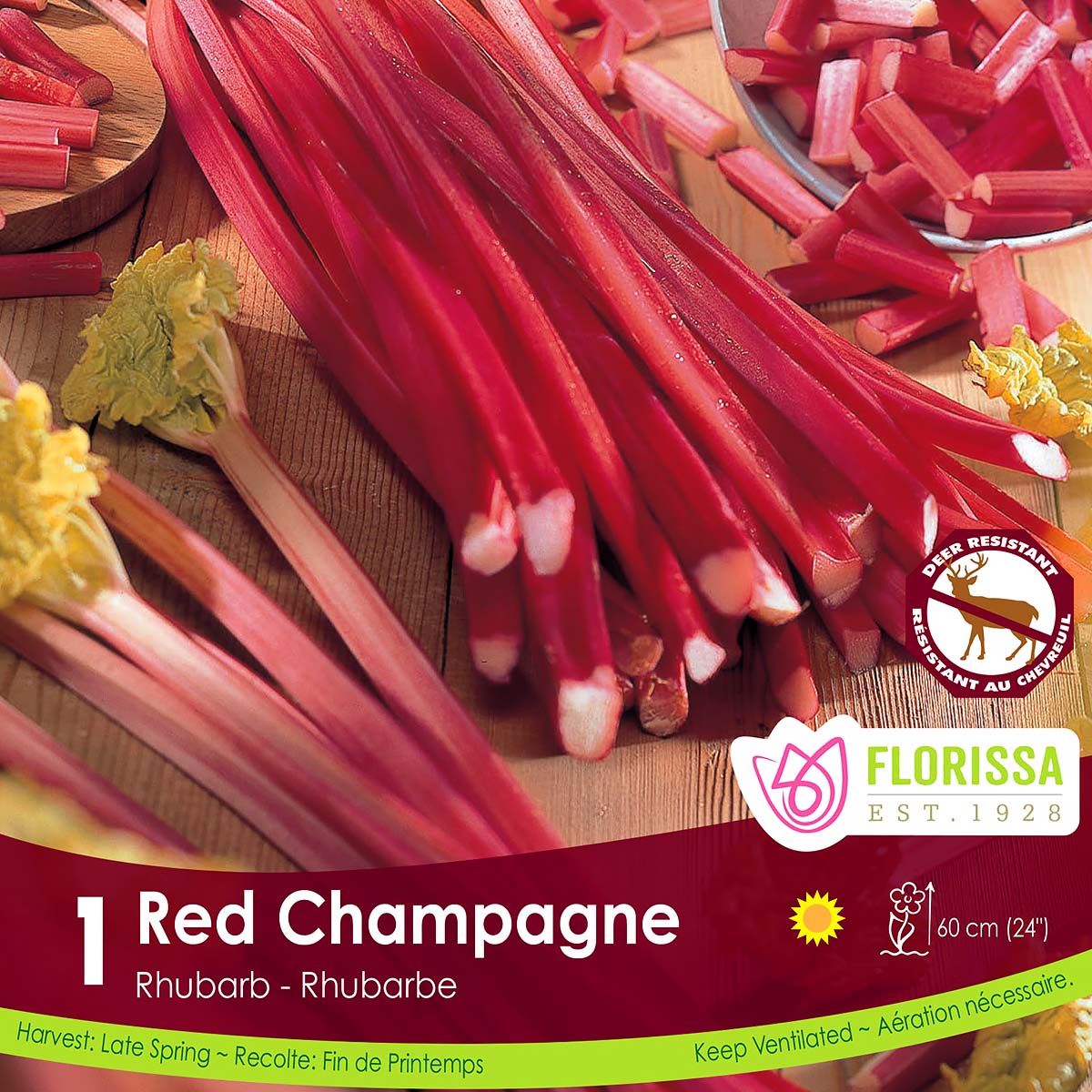 Rhubarb 'Red Champagne' Root 