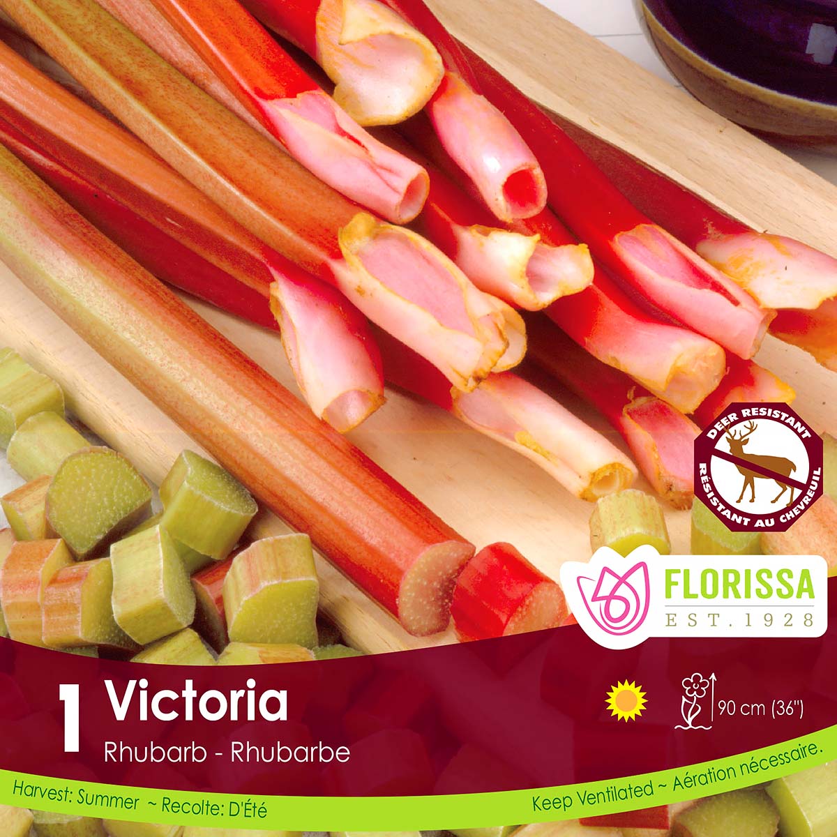 'Victoria' Rhubarb Root