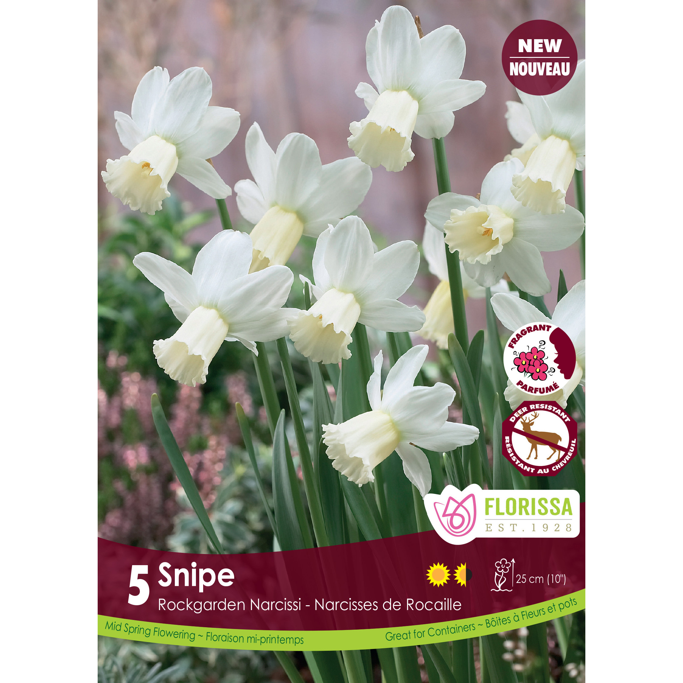 Narcissus 'Snipe' Bulbs 5PK  