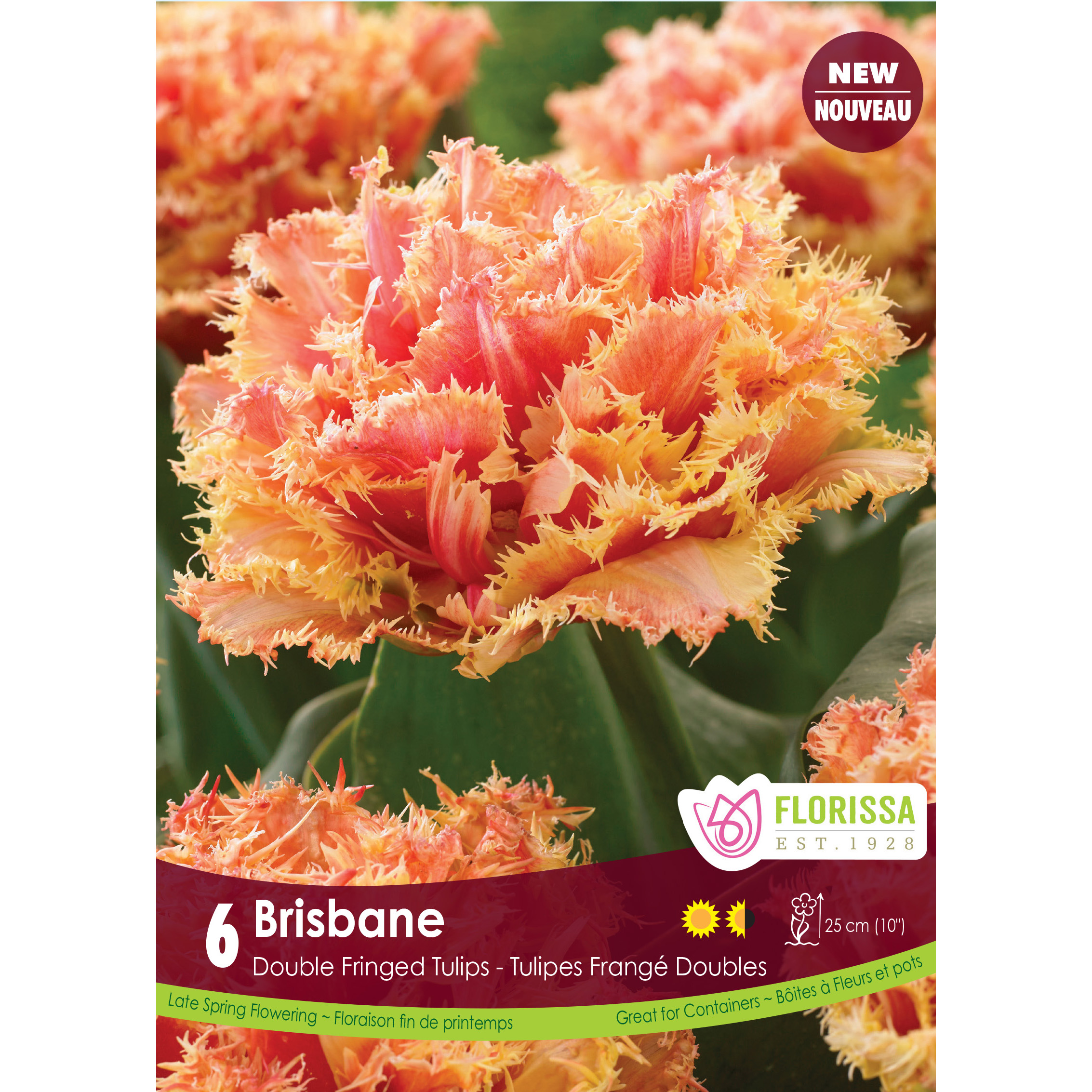 LG_Kep_Tulip_Brisbane_fall.jpg