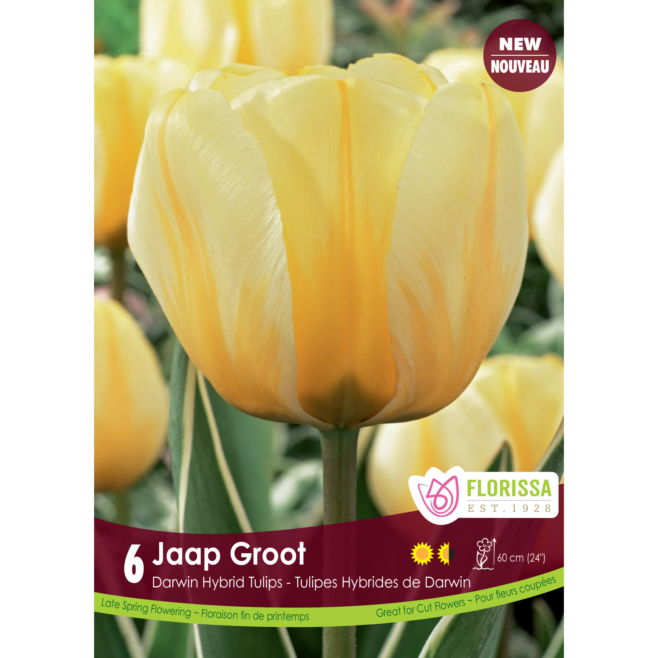 LG_Kep_Tulip_Jaap_Groot_fall.jpg