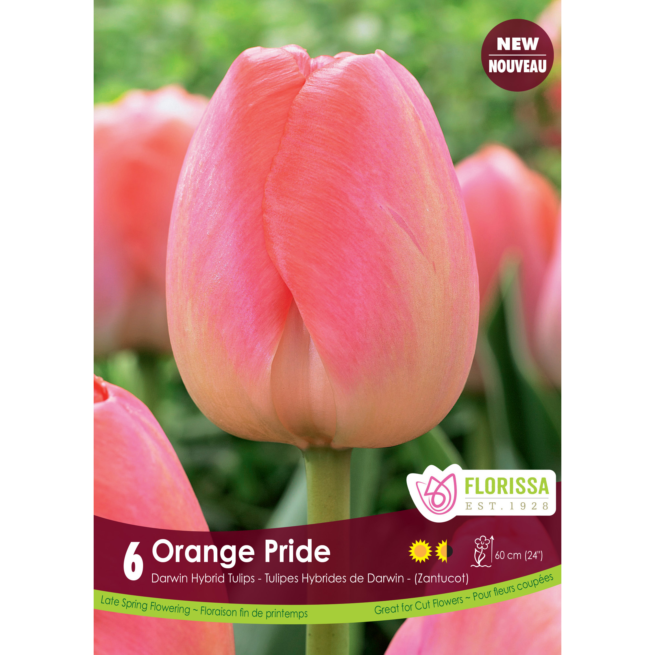 LG_Kep_Tulip_Orange_Pride_fall.jpg