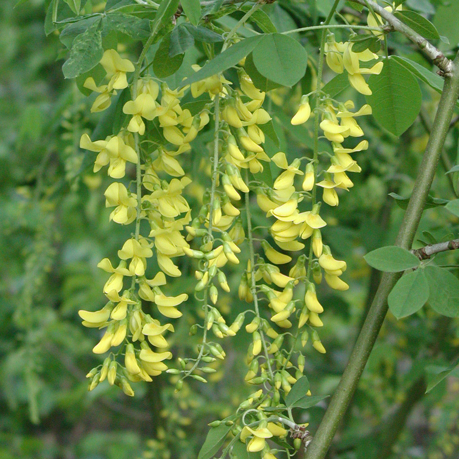 Laburnum X watereri 'Vossii'