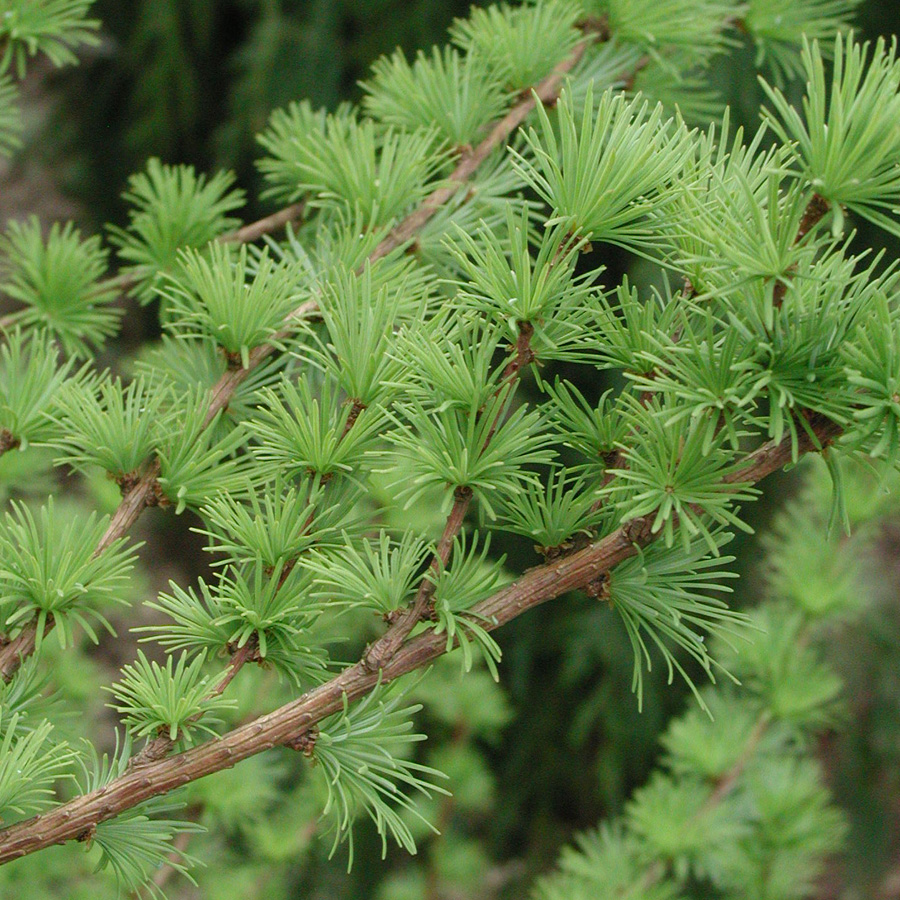 Larix decidua