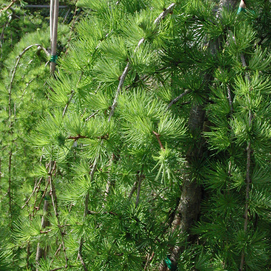 Larix decidua pendula  